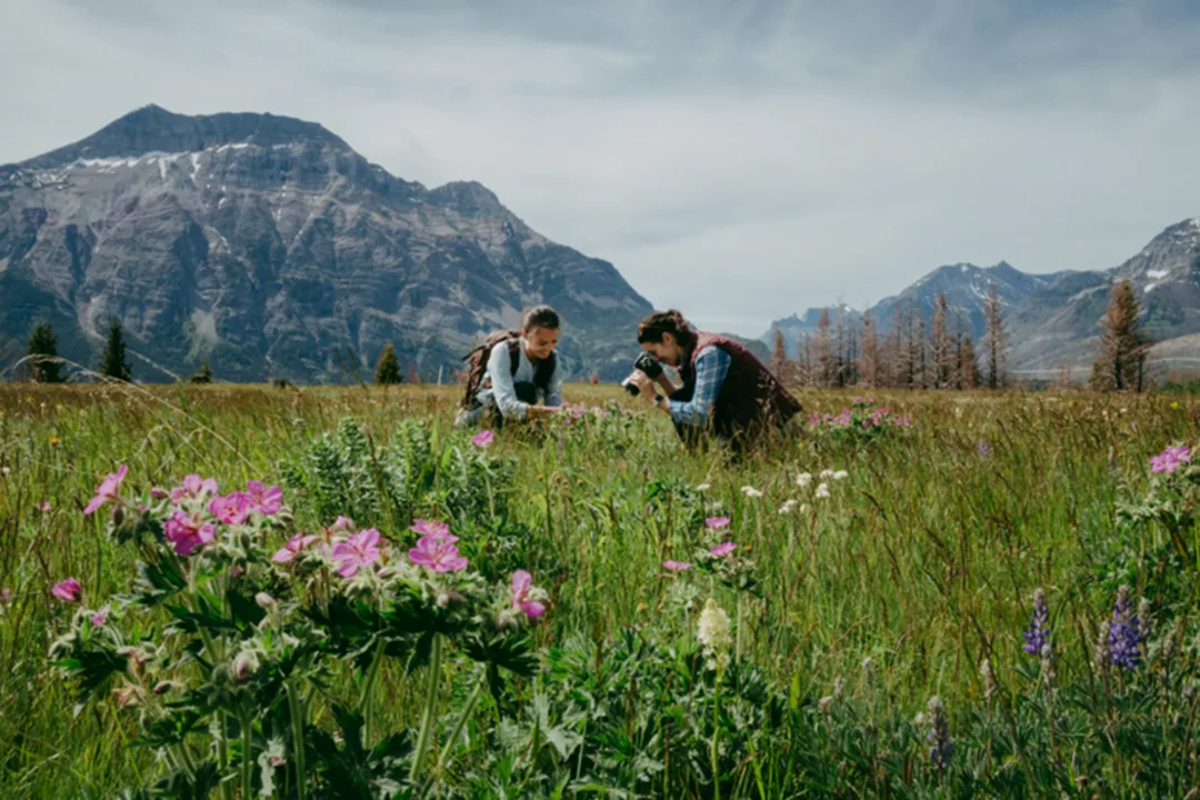 Two travellers photographing wildflowers in a mountain meadow