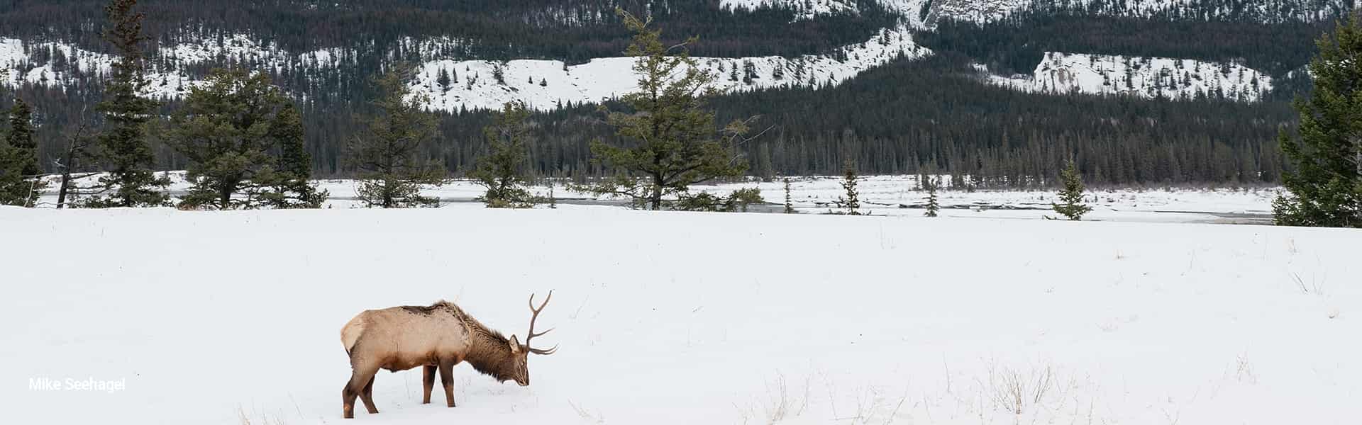4 Day Snow Train to Jasper - Adventure, Wildlife and Culinary Experience