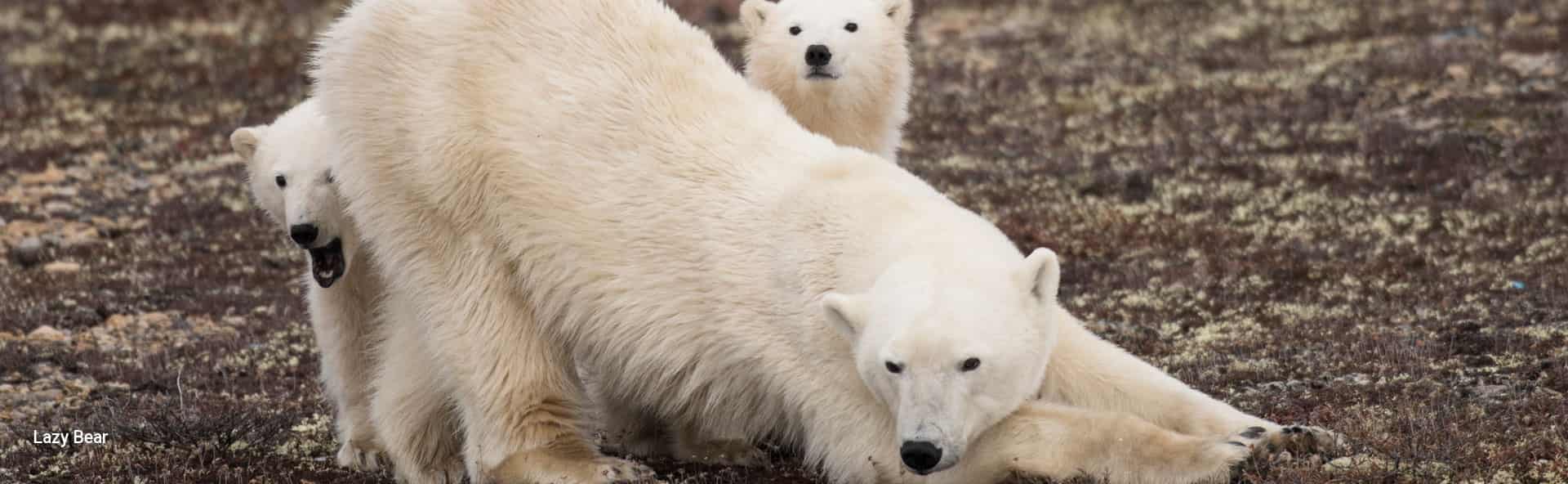 6 Day Ultimate Polar Bear Adventure