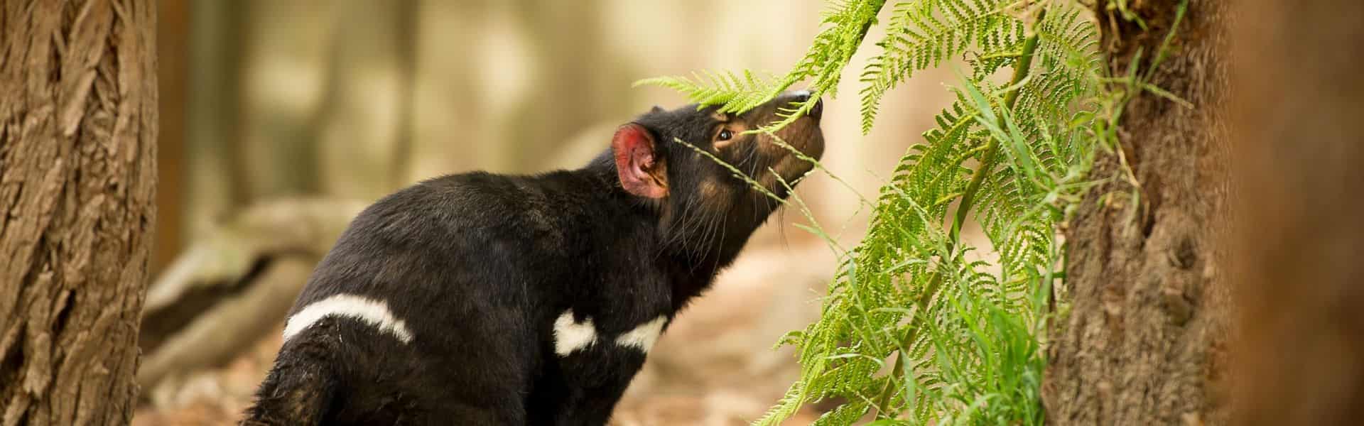 7 Day Tasmanian Devils & Wildlife Adventure