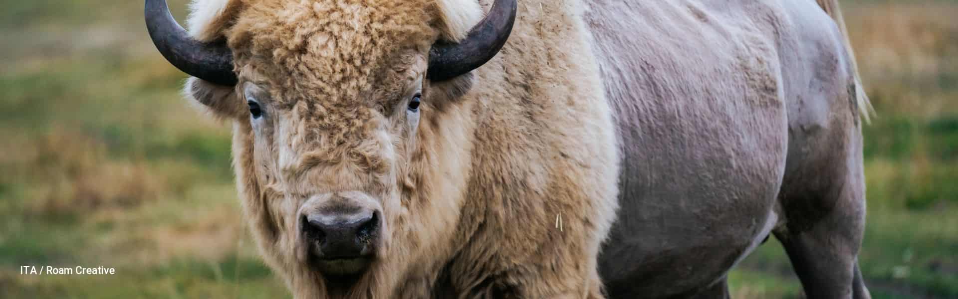 5-Day Urban Journey of Indigenous Alberta